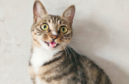 高铁托运猫咪要多少钱