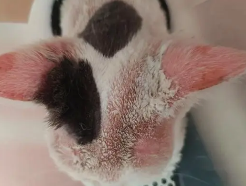 红霉素软膏能治猫癣吗