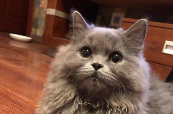对猫过敏还想养猫怎么办 对猫过敏还想养猫怎么办