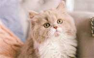 刚断奶的小猫怎么喂养