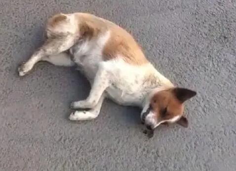 狗狗车祸内脏出血有救么 狗狗车祸内脏出血有救么