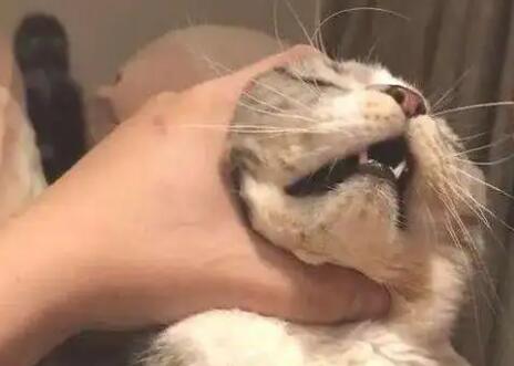打小猫脑袋会不会有事