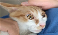 孩子猫过敏能自愈吗