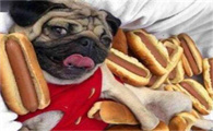 巴哥犬养护指南，优点与缺点全解析