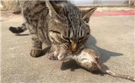 猫逮老鼠的声音吓唬老鼠