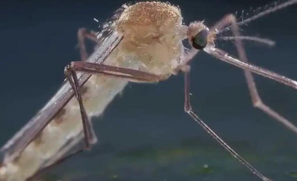 解决是蚊子的幼虫吗