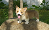 柯基幼犬饲养指南