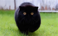 黑猫是什么品种