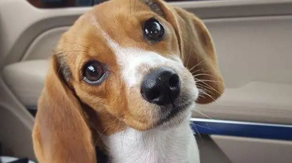 为啥都在劝你不要养比格犬？比格：不信谣不传谣！