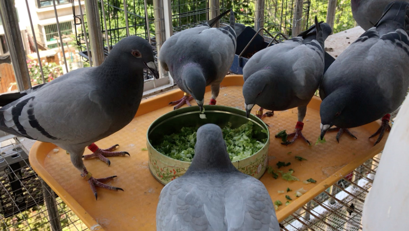 鸽子吃油菜籽吗 鸽子吃油菜籽吗