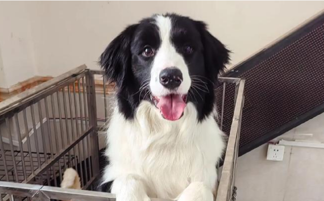 边境牧羊犬可以吃火腿肠吗