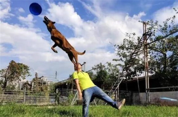 马犬的五大吸引力：探究为何它们成为越来越多人的首选