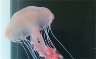 水母有肌肉吗