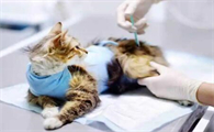 猫得了狂犬病能活多久