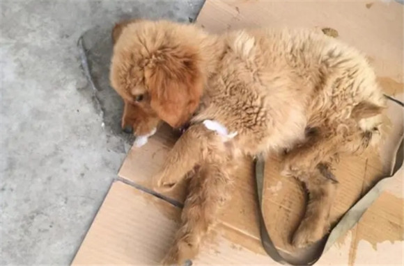 狗狗前一天很正常突然就死亡了