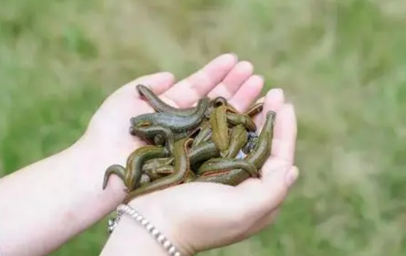 蚂蟥能煮死吗
