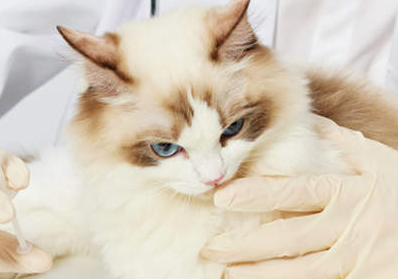 猫打全疫苗要多少钱