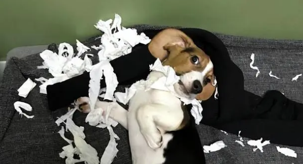 为啥都在劝你不要养比格犬？比格：不信谣不传谣！