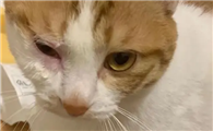 猫打架受伤怎么处理伤口