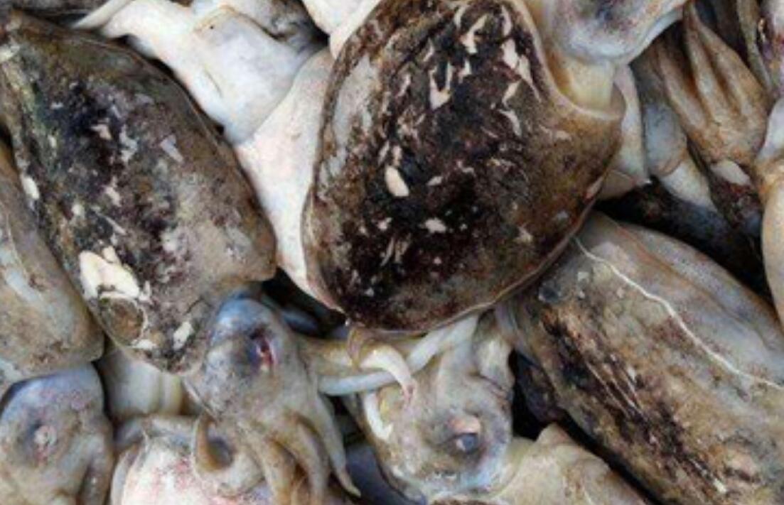 水墨鱼多少钱 水墨鱼多少钱