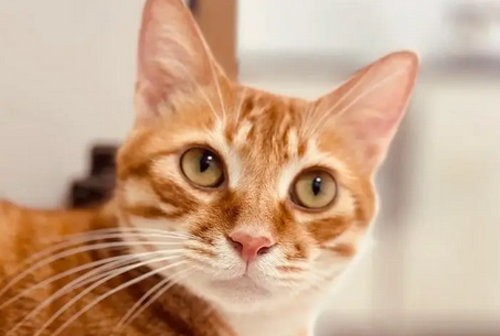 公猫尾巴臭臭的 公猫尾巴臭臭的