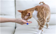 猫咪鱼油是智商税吗