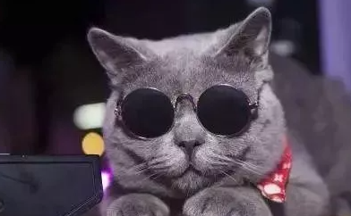 养猫常识40条，看看哪一条是你不知道的 