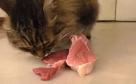 猫吃生肉好还是熟肉好