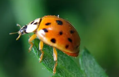 七星瓢虫益虫害虫