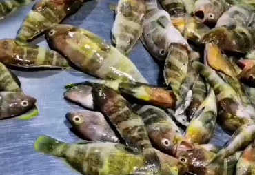 石斑鱼很贵吗