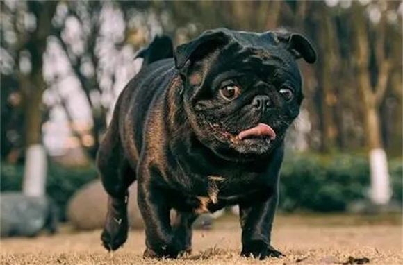 巴哥犬养护的七大禁忌，遵循这些规则，让狗狗更健康