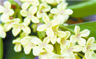 桂花招蚊子吗