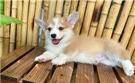 两个月小柯基怎么喂养