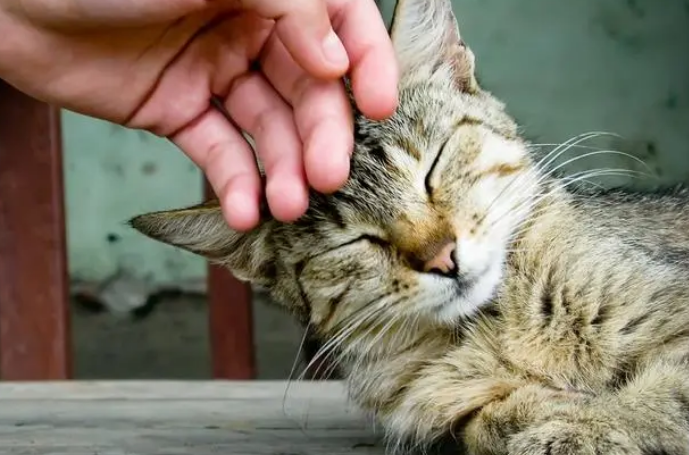 猫撒娇的表现