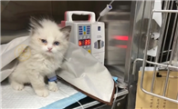 猫传腹会自己能抗下来吗