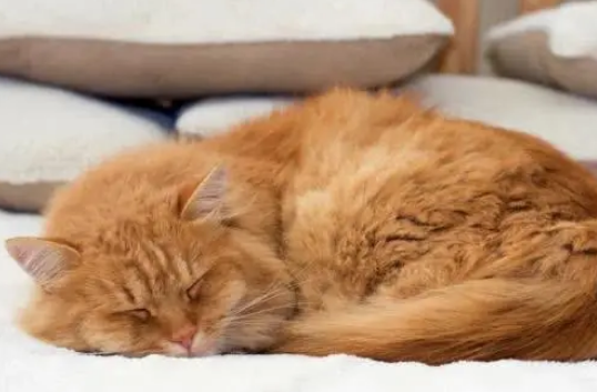 猫的生活特征和生活方式