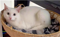 带出道缘分的人梦见猫