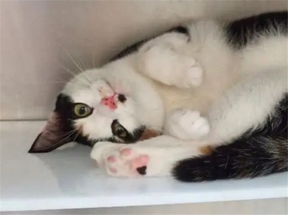 猫叼着袜子边走边嗷嗷叫