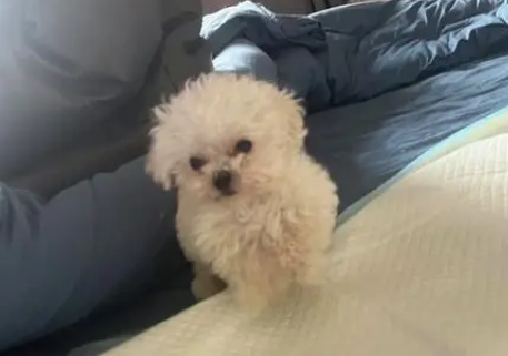 犬瘟一直叫是痛吗