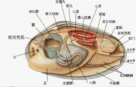 河蚌的结构特征