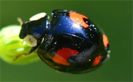 七星瓢虫什么预兆