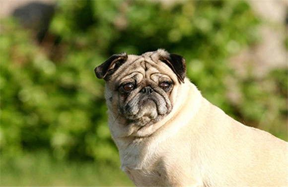 巴哥犬养护要点全解析，养对方法，快乐加倍！