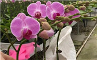 蝴蝶兰花的习性