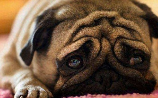 巴哥犬成为“讨厌狗”的8个原因,怪不得养的人那么少 巴哥犬成为“讨厌狗”的8个原因,怪不得养的人那么少
