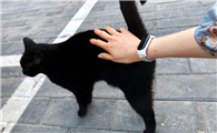 黑猫喜欢靠近什么人