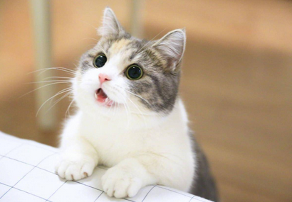 猫的后颈肉被扯的很松弛了