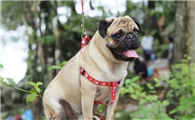 养了才知道,巴哥犬的这几个优缺点!