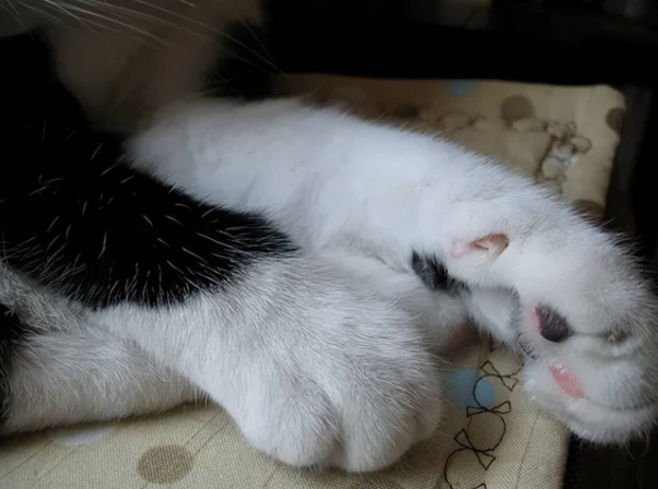 关于猫咪的36个冷知识,你都知道吗? 关于猫咪的36个冷知识,你都知道吗?