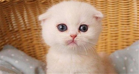 详解，猫咪哆嗦怎么回事儿？