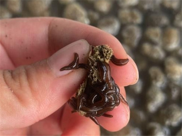 水蛭种苗价钱